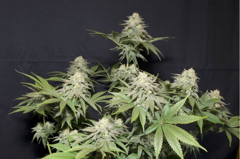 Orange Sherbet FF, Фасовка: 5, изображение 2